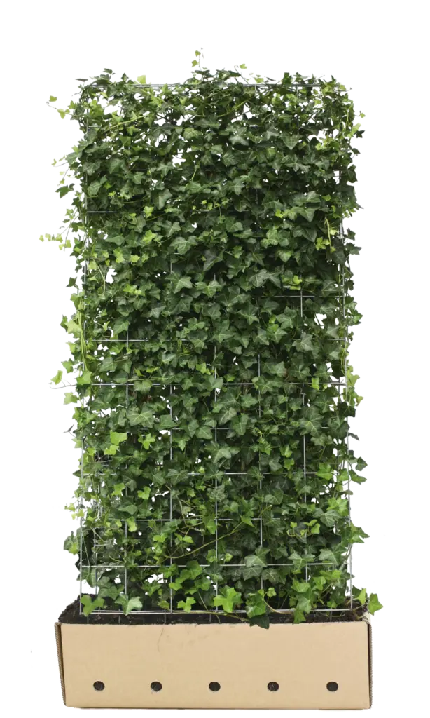 Färdig irländsk murgrönahäck i en robust odlingsbehållare, redo för enkel plantering.