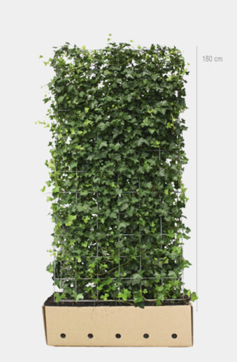 Storbladig murgröna färdig häck 180cm