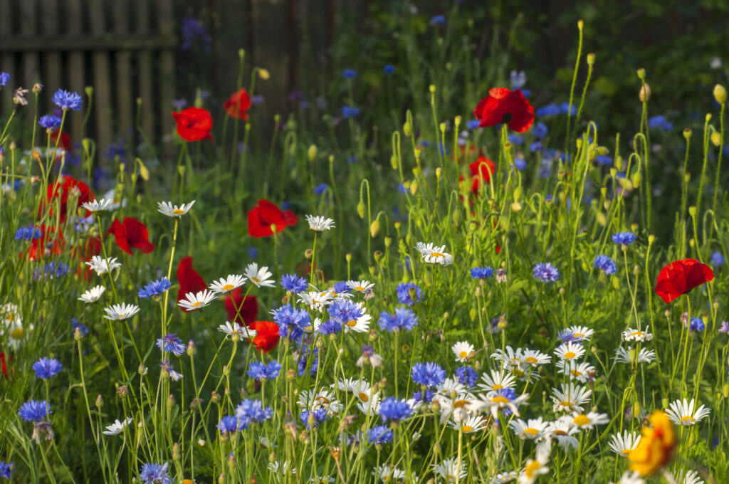 En blomsteräng med vallmo, blåklint och tusenskönor.