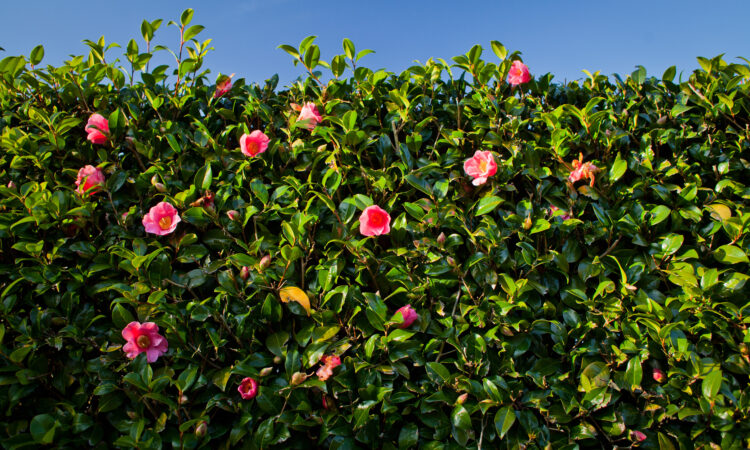 Blommande häck i en trädgård.