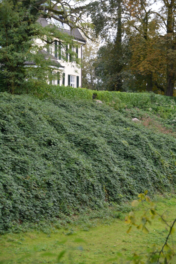 Grön häck på sluttning framför vitt hus.
