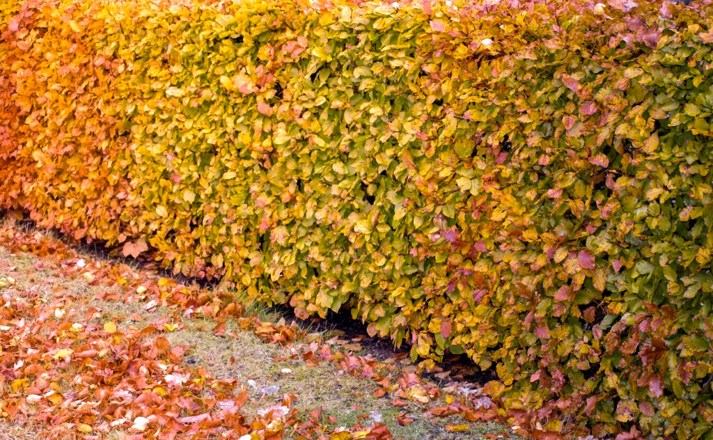 Häck med orange och gula blad på hösten.