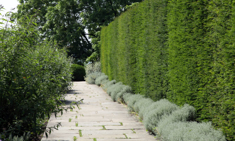 Hög häck som skyddar mot insyn och buller.