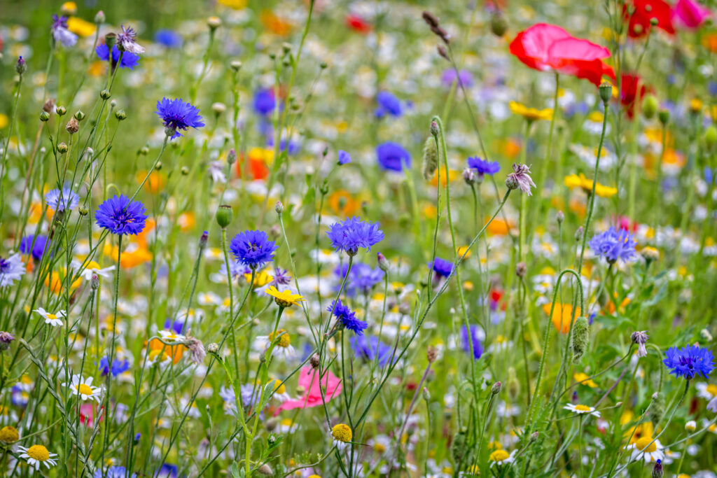 En blomsteräng med blåklint och andra blommor.