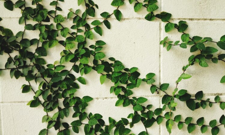 Murgröna växer vertikalt på en vit tegelvägg.
