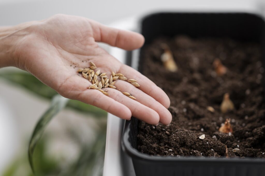 Kvinna sätter plantfrön i en låda.