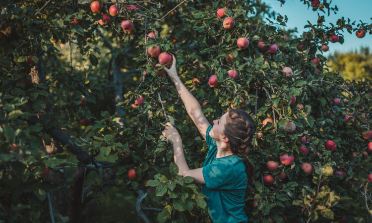 Kvinna som plockar ett äpple från ett äppelträd.