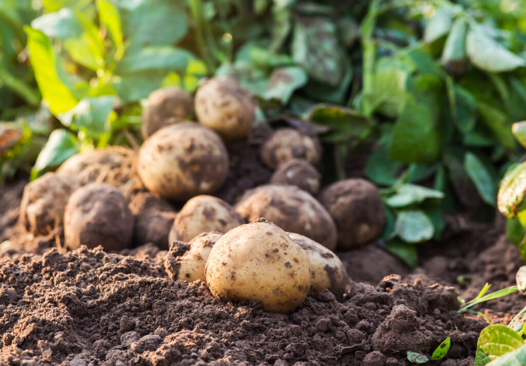 Nyplockade potatisar ligger på marken.
