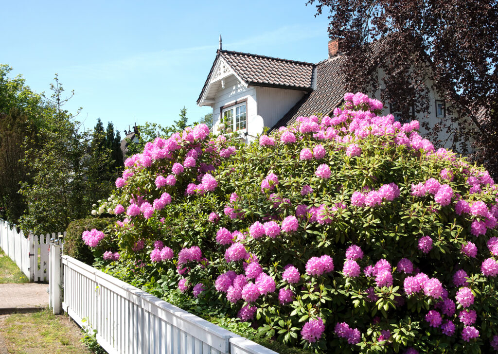 Blommande rhododendronhäck vid en entré.