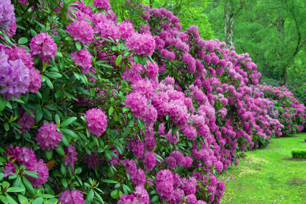 Häck av rododendron blomstrar med lila blommor.