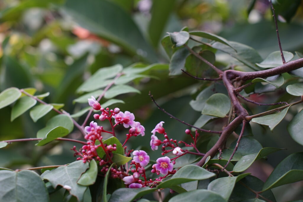 Skimmia i blom under våren.