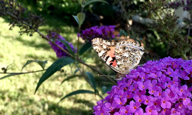 Närbild av en fjäril som vilar på den blomman av en fjärilsbuske.
