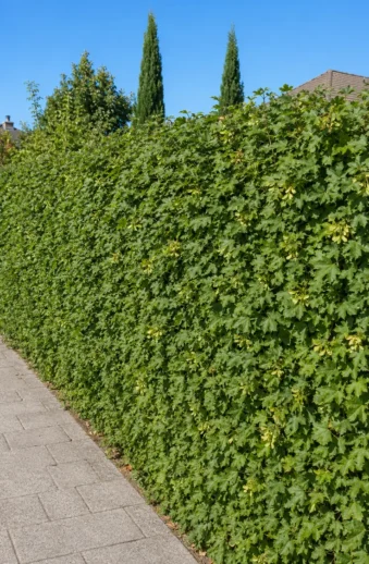 Naverlönn Rotklump Outlet 250cm