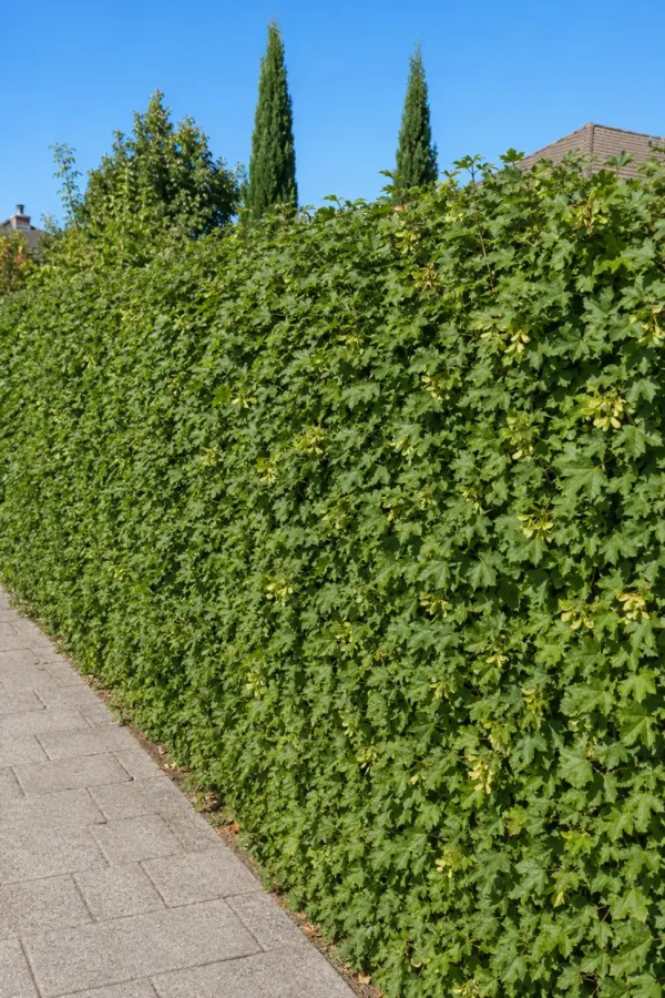 Naverlönn Kruka Grenad 100cm - Bild 3