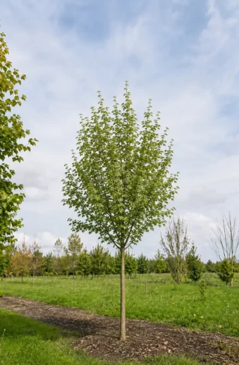 Naverlönn Färdig häck Välgrenad 250cm