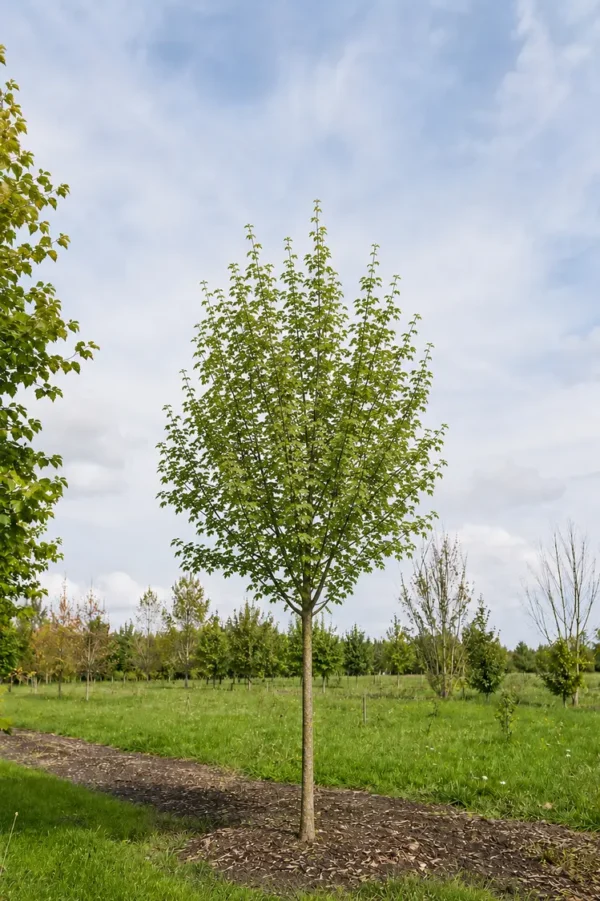 Naverlönn Färdig häck Välgrenad 250cm