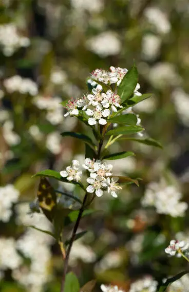 Svartaronia