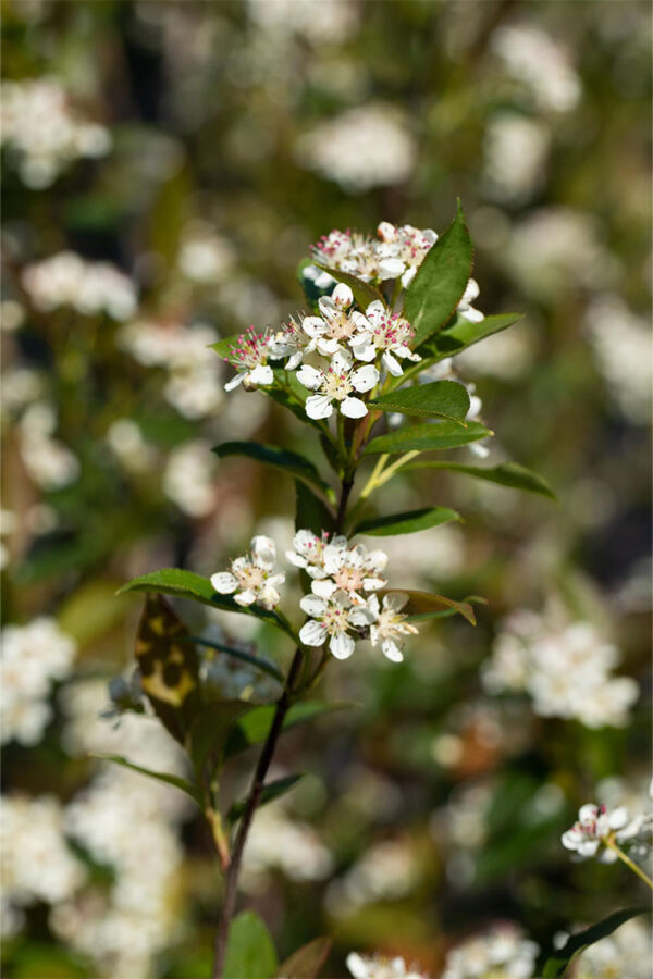 Svartaronia