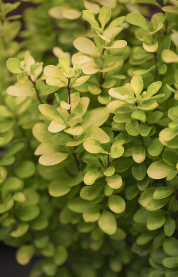 Häckberberis