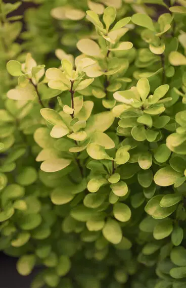 Häckberberis