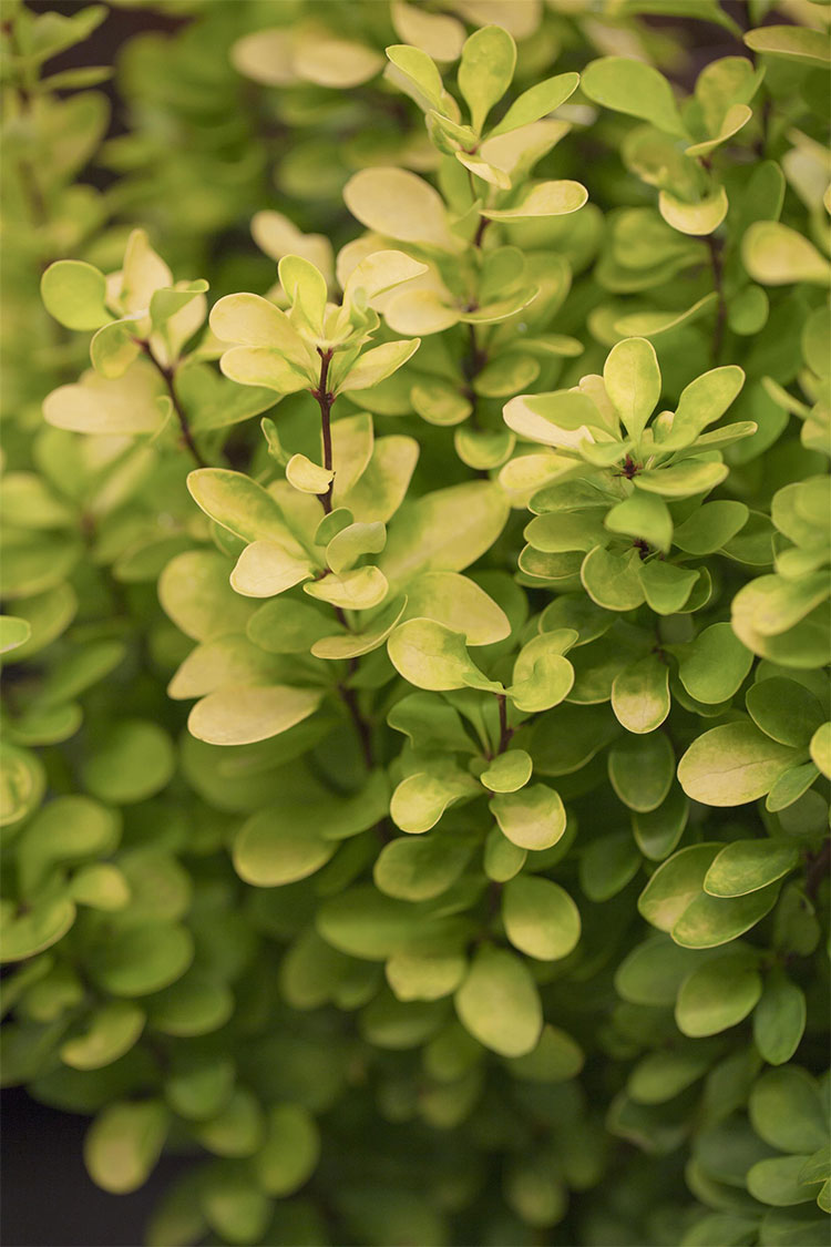 Häckberberis