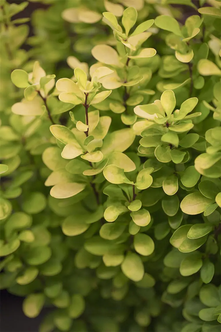 Häckberberis