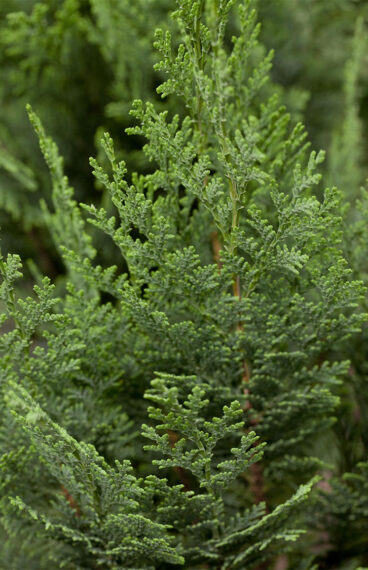 Blå ädelcypress