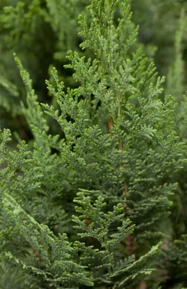 Blå ädelcypress