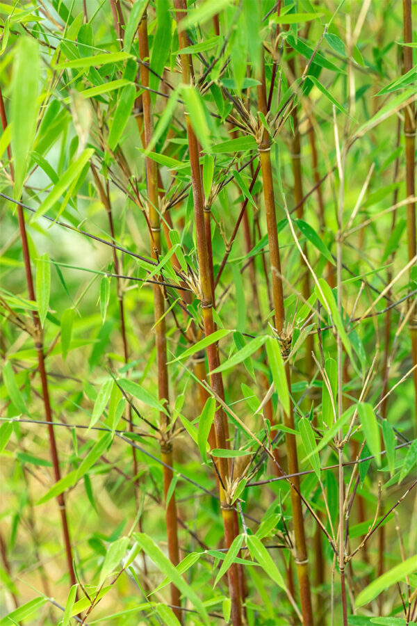 Glansbambu Jiuzhaigou