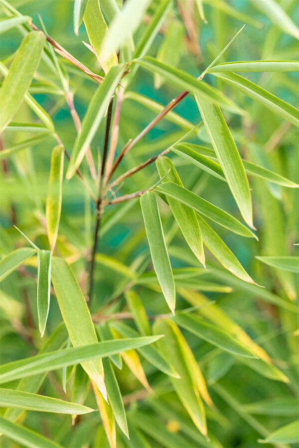 Glansbambu Black Pearl