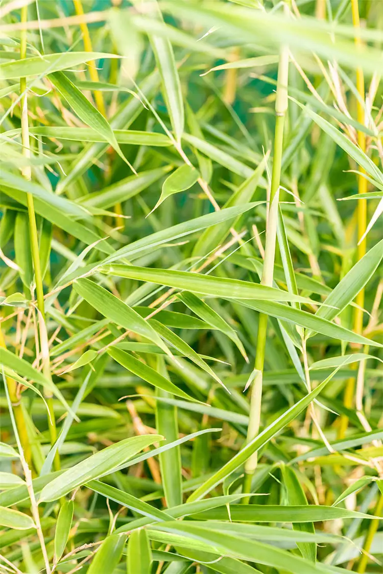 Pandabambu Robusta