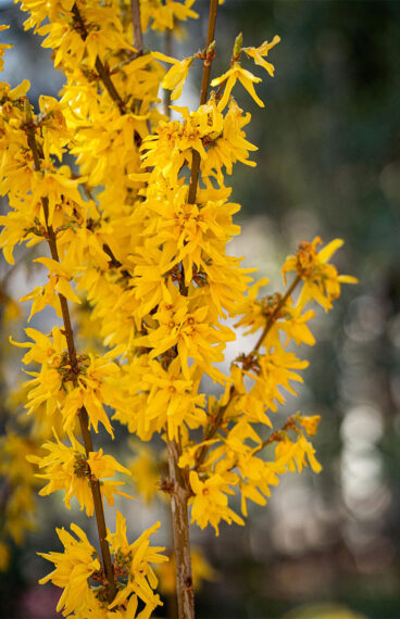 Forsythia