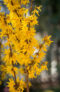 Forsythia