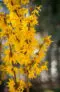 Forsythia