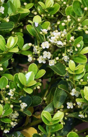 Japansk Järnek 'Green Hedge'