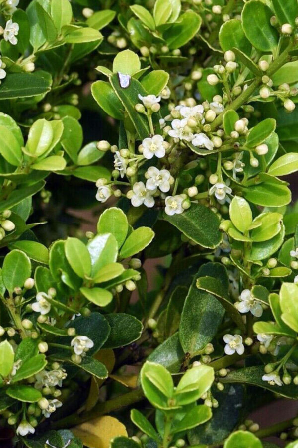 Japansk Järnek 'Green Hedge'