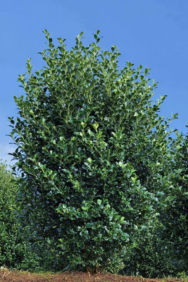 Järnek-Heckenpracht-Färdig-häck-Välgrenad