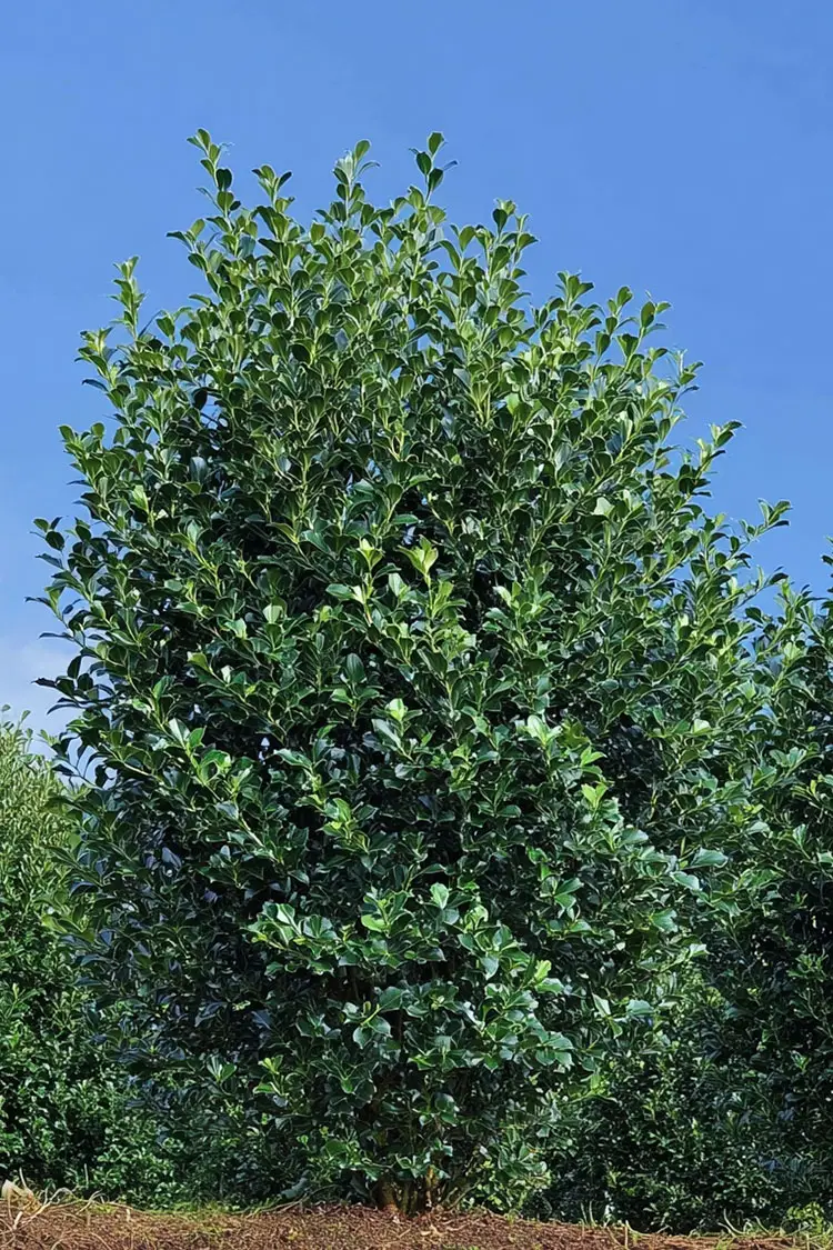 Järnek-Heckenpracht-Färdig-häck-Välgrenad