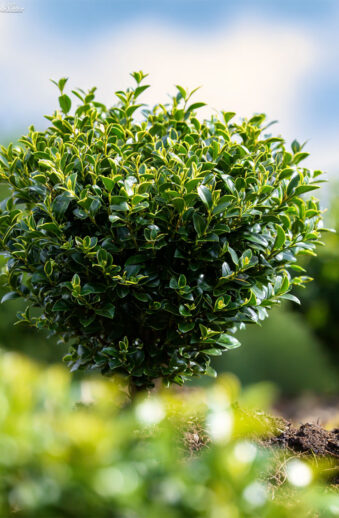 Japansk-Järnek-'Convexa'-Färdig-häck-Välgrenad