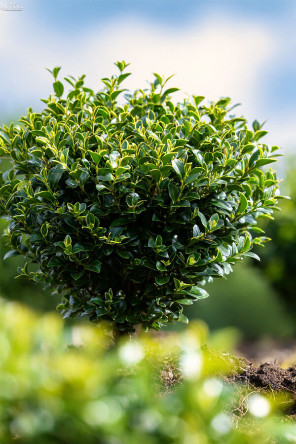 Japansk-Järnek-'Convexa'-Färdig-häck-Välgrenad