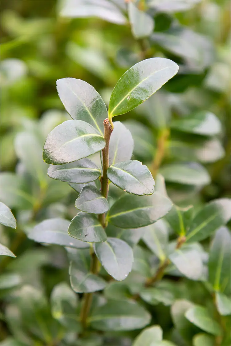 Japansk Järnek 'Caroline Upright'
