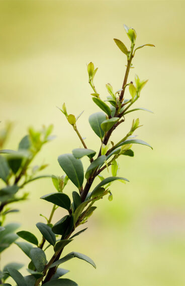 Japansk Järnek 'Dark Green'