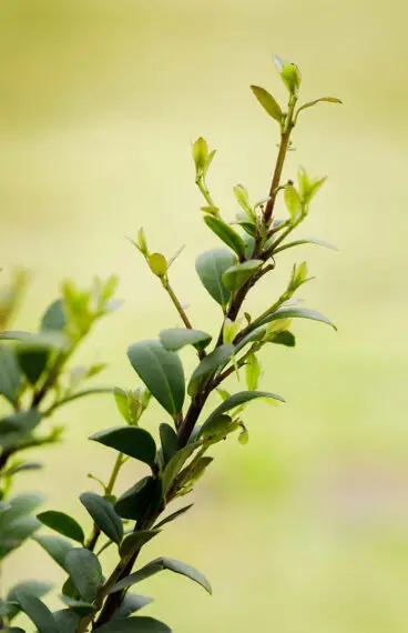 Japansk Järnek 'Dark Green'