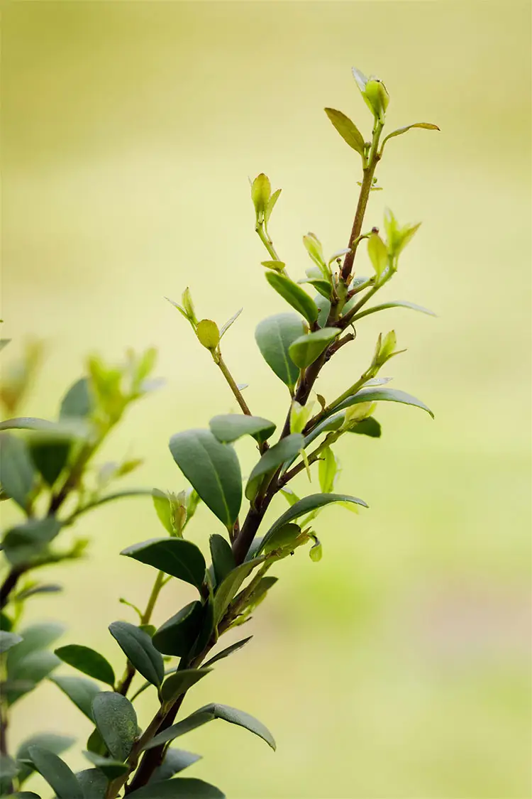 Japansk Järnek 'Dark Green'