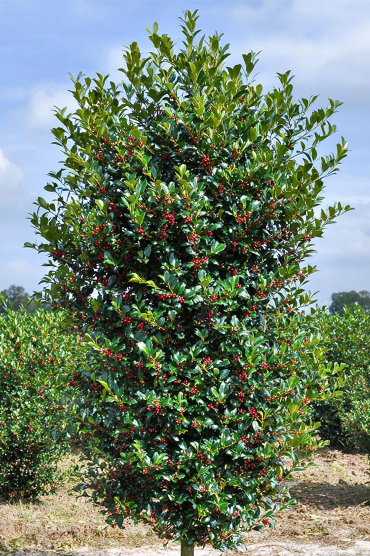 Järnek-Heckenfee-Färdig-häck-Välgrenad