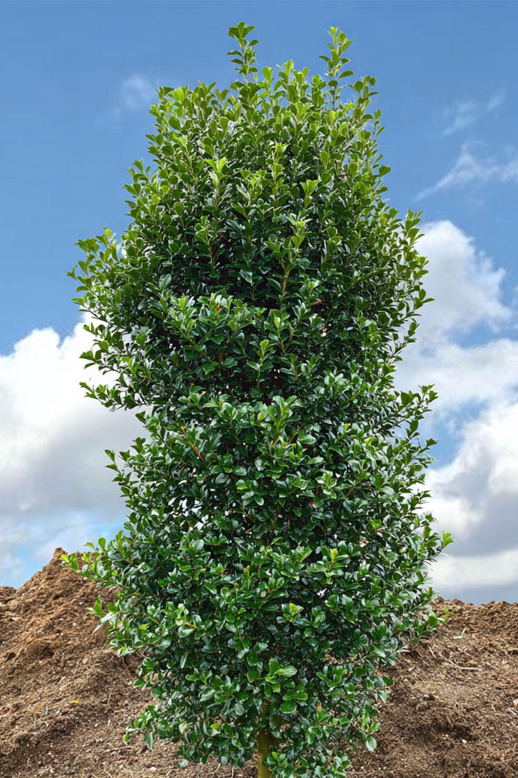 Järnek-Heckenstar-Färdig-häck-Välgrenad