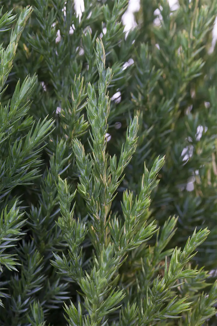 Kinesisk en Stricta