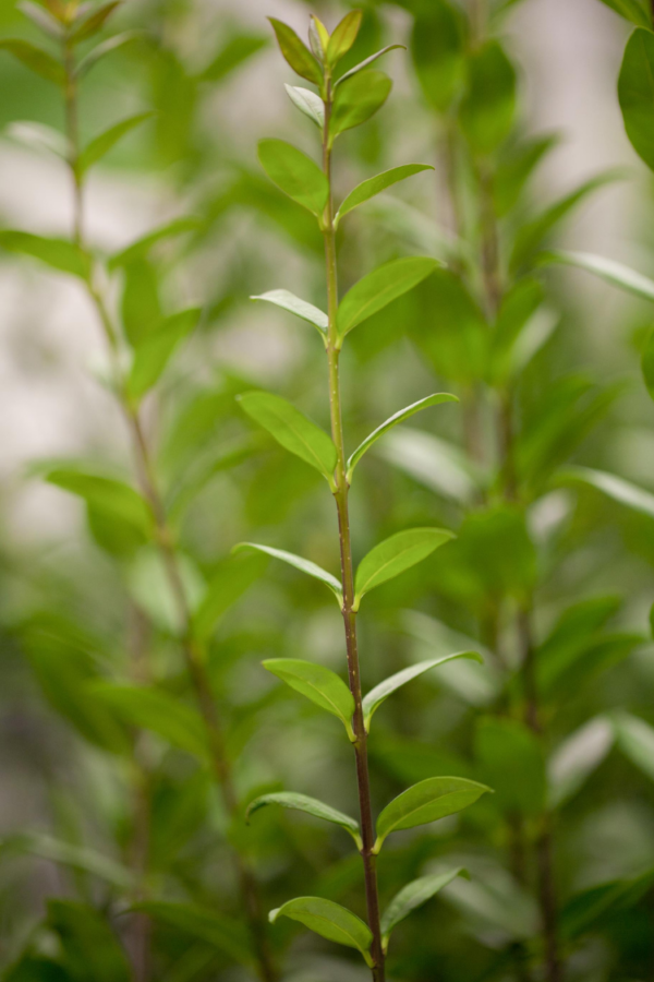 Vintergrön Liguster