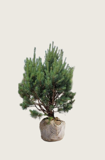 Tall Rotklump Välgrenad | Plantinavia