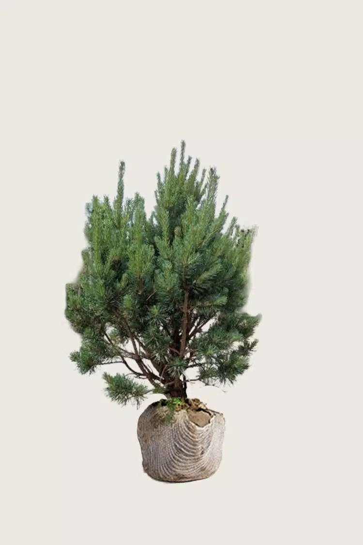 Tall Rotklump Välgrenad | Plantinavia